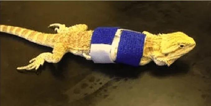 Beardie Broken Bones