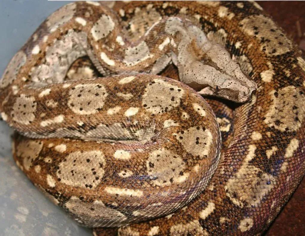 Boa imperator (Central American Boa/Common Boa)