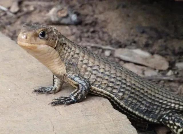 Sudan Plated Lizard on a rock on the ground