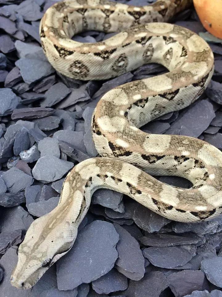 Boa imperator (Central American Boa/Common Boa)