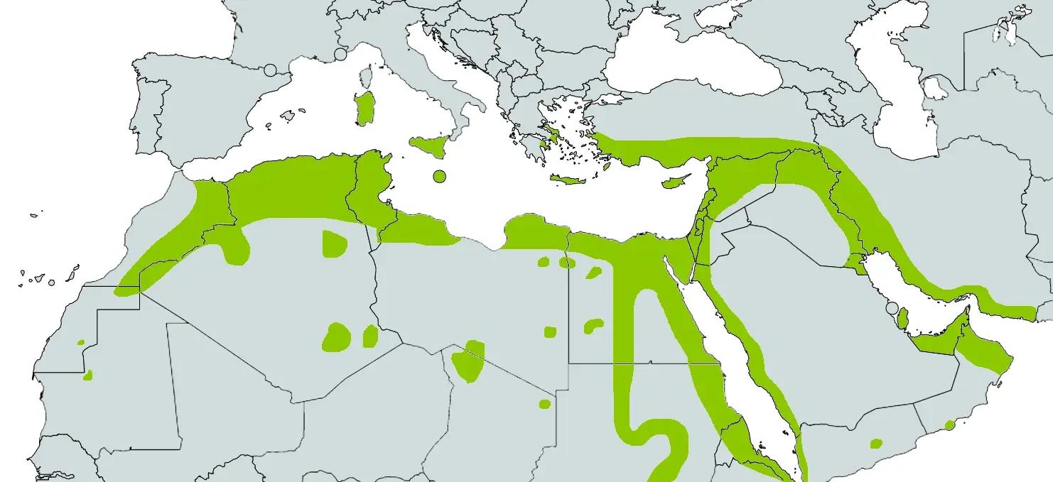 Map of chalcides ocellatus distribution along the Mediterranean coast