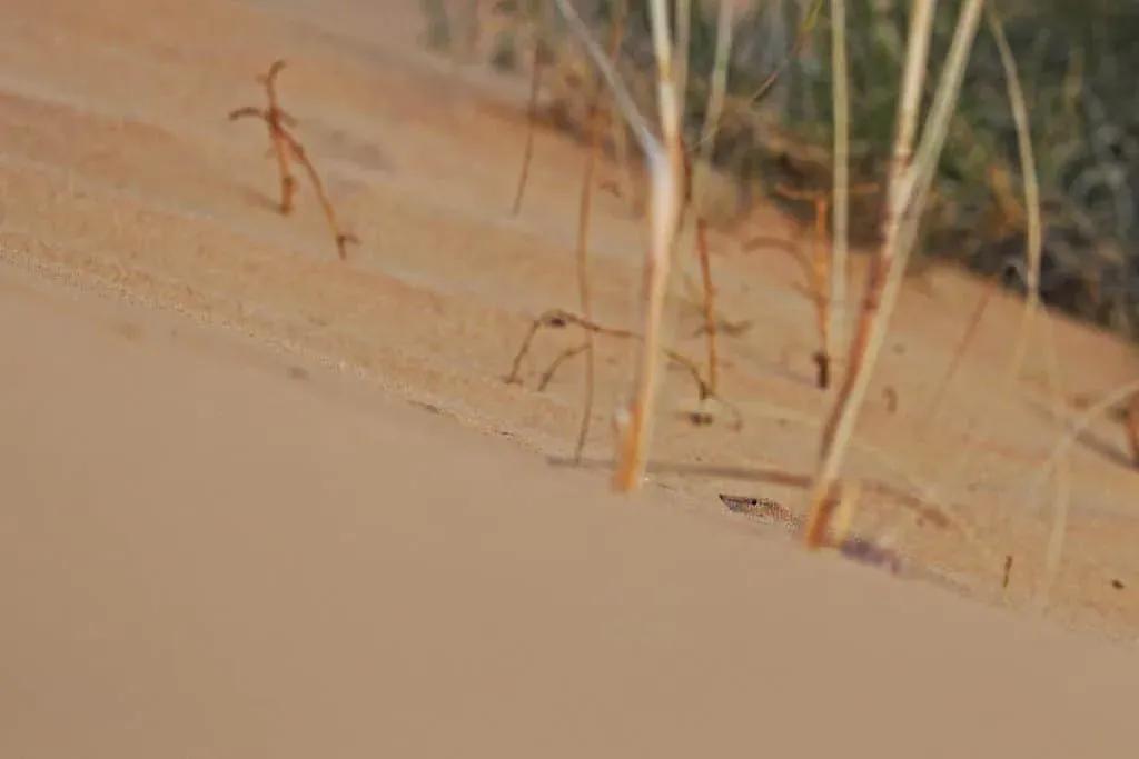 Sandfish peeking head out of sand checking things out alexandre roux