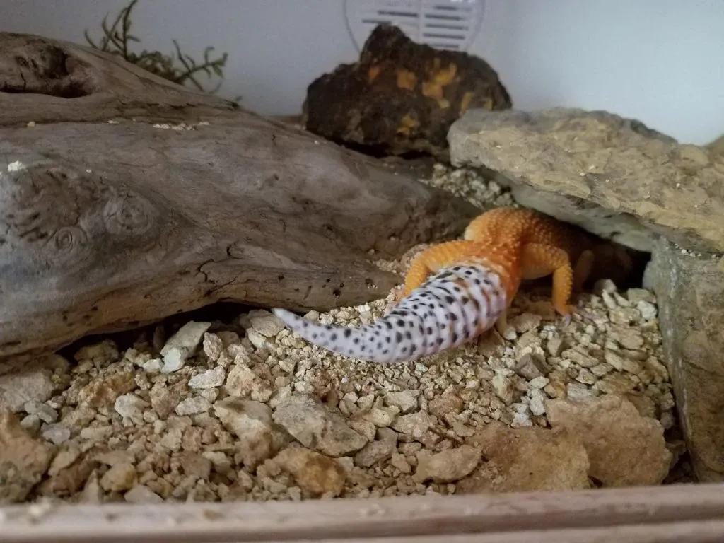 Leopard Gecko Enclosure Photo Contributed by Chris Pagano