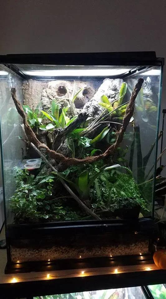 Crested Gecko enclosure photo Contributed by Claire Carrington