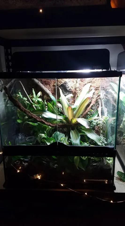 Crested Gecko enclosure photo Contributed by Claire Carrington