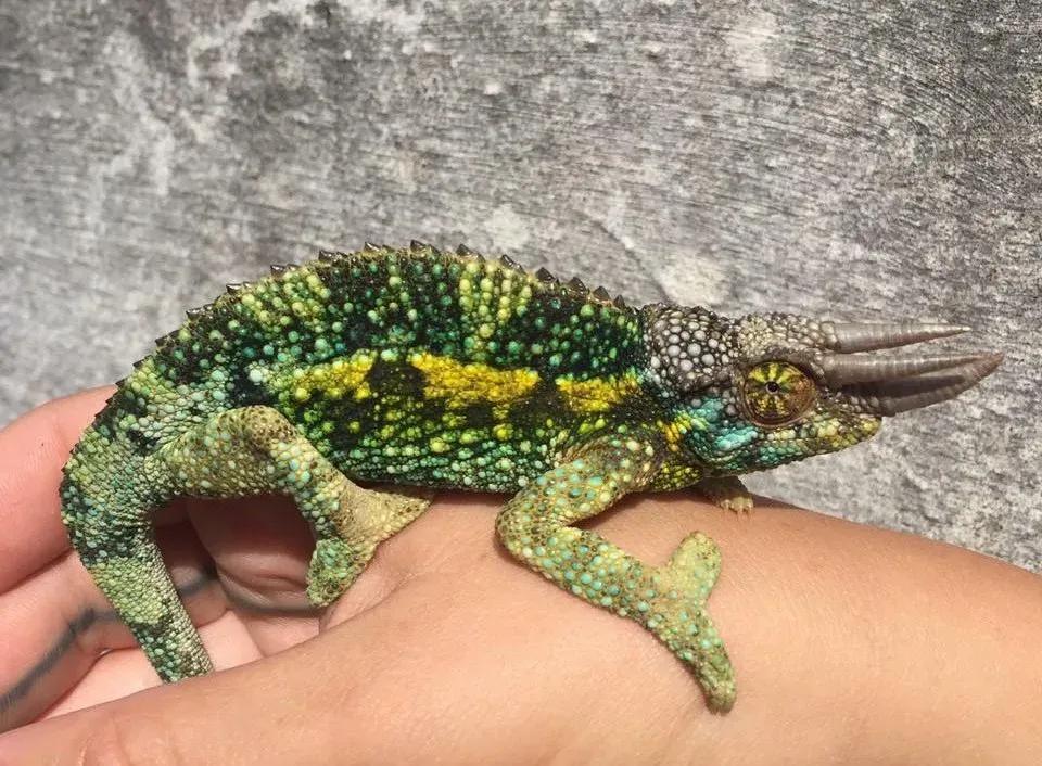 Jackson’s Chameleon on hand