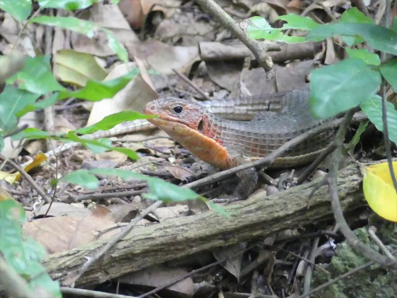Sudan Plated Lizard on ground with leaf litter