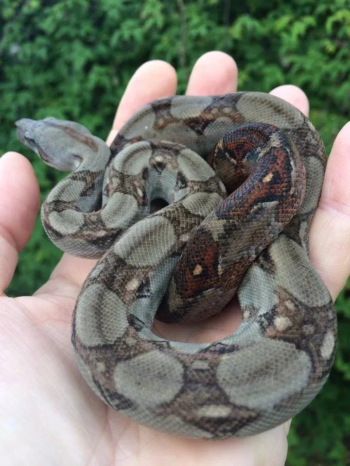 Boa imperator (Central American Boa/Common Boa)