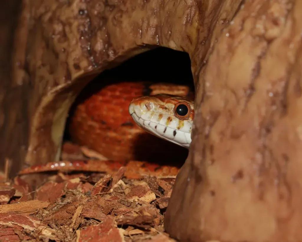 Corn Snake Hide