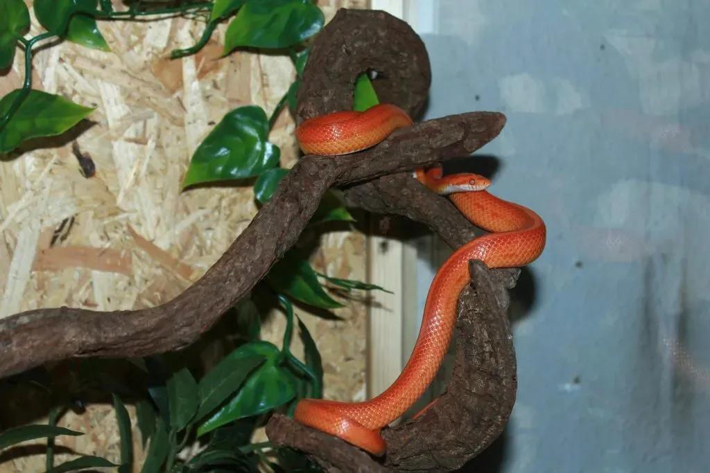 Corn Snake Climbing Branch