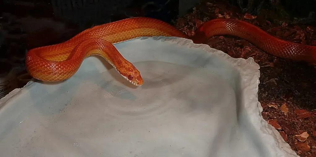 Corn Snake Drinking