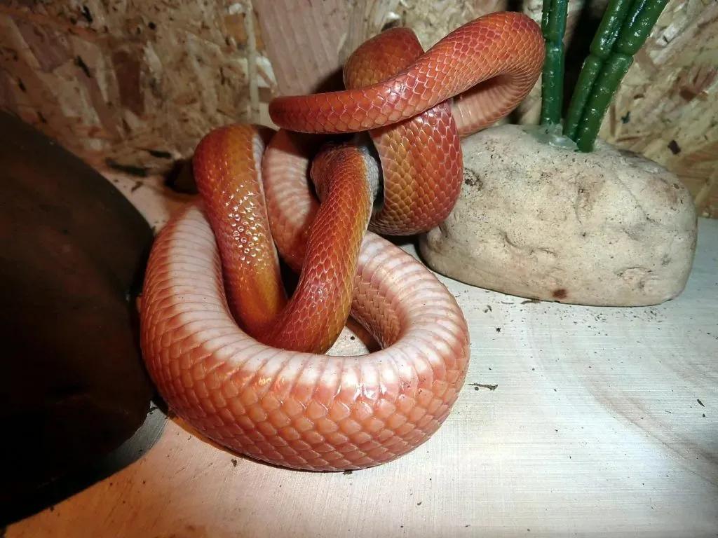 Corn Snake Eating