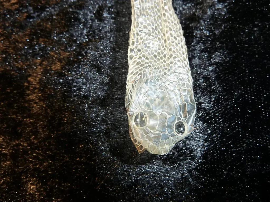 corn snake skin