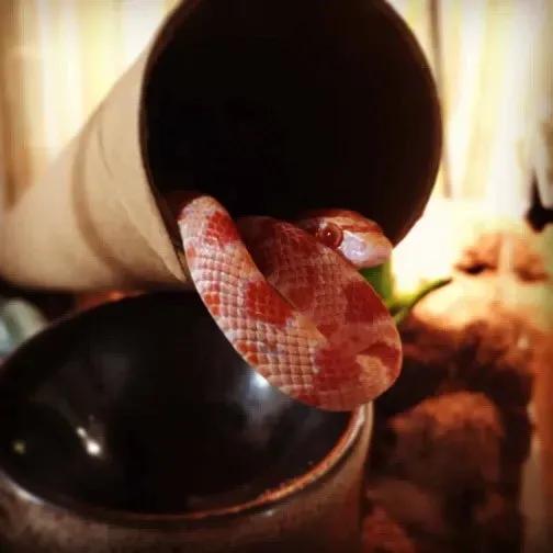 Corn Snake Paper Tube