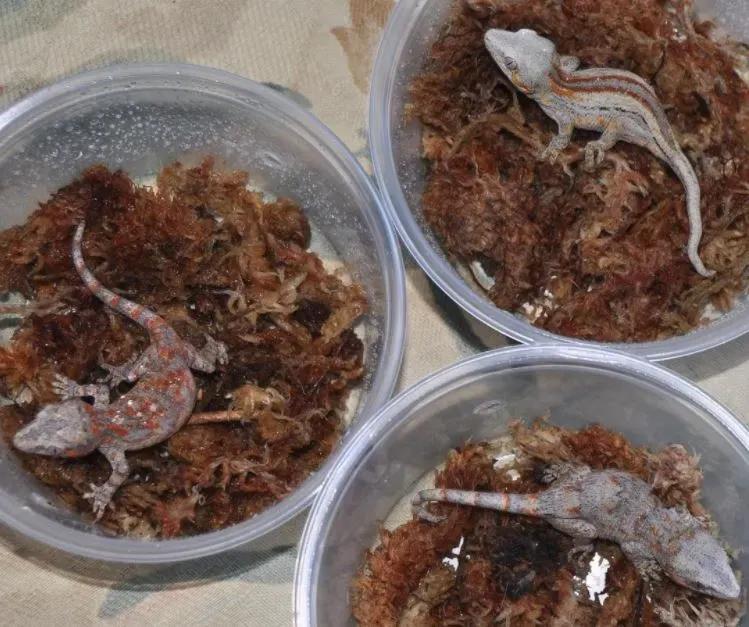 Baby Gargoyle Geckos in containers