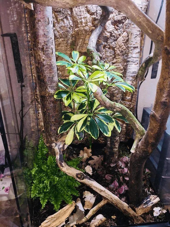 Leaf-tailed Gecko Terrarium Photo Contributed by Dave Bagshaw