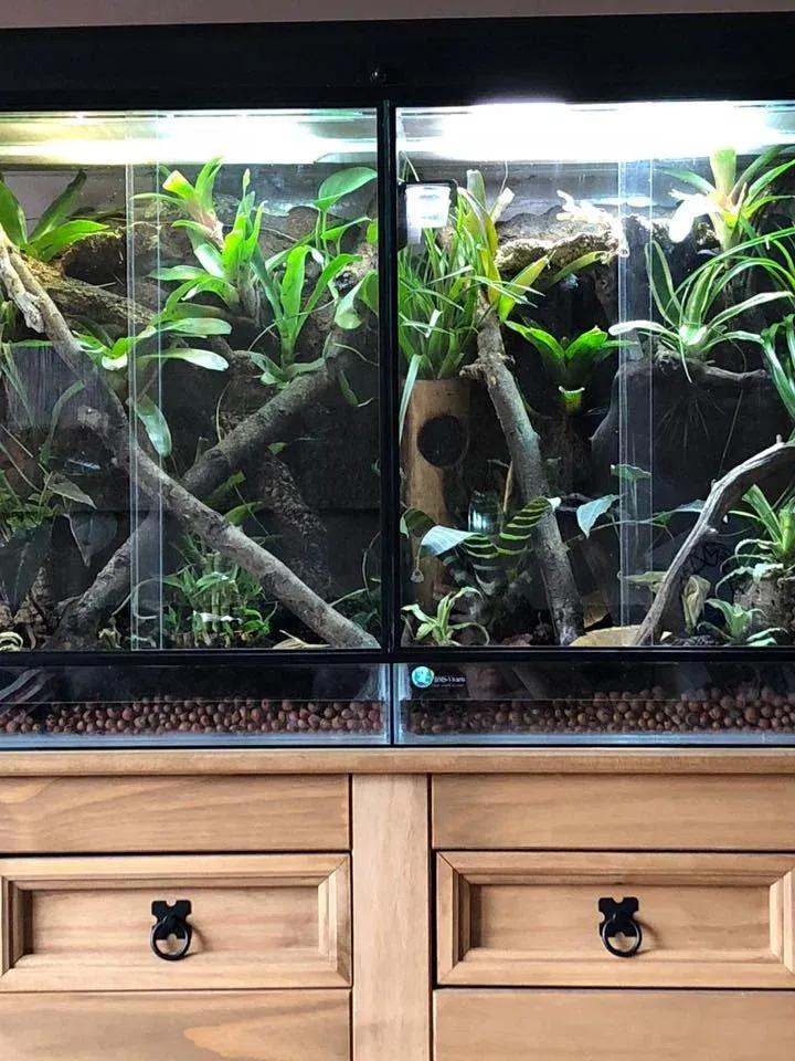 Leaf-tailed Gecko Terrarium Photo Contributed by Deb Orme