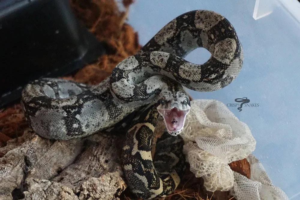 Defensive Posture Boa Constrictor