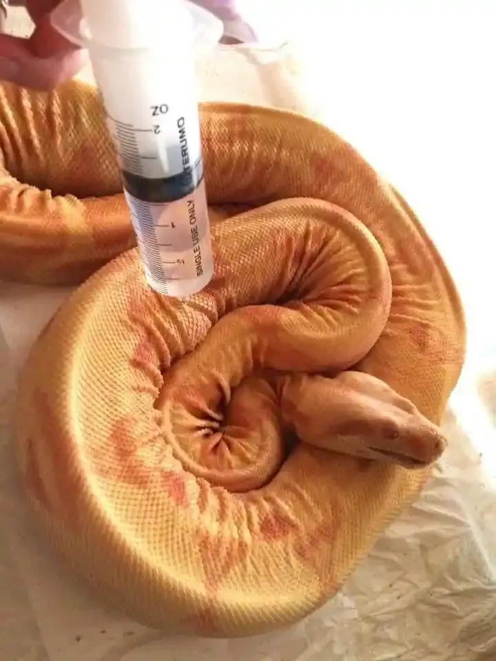 Dehydrated & Underweight Boa