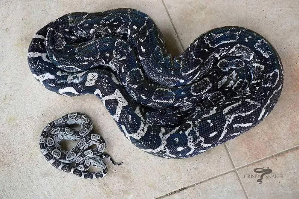 Boa constrictor longicauda (Peruvian Long Tail Boa)