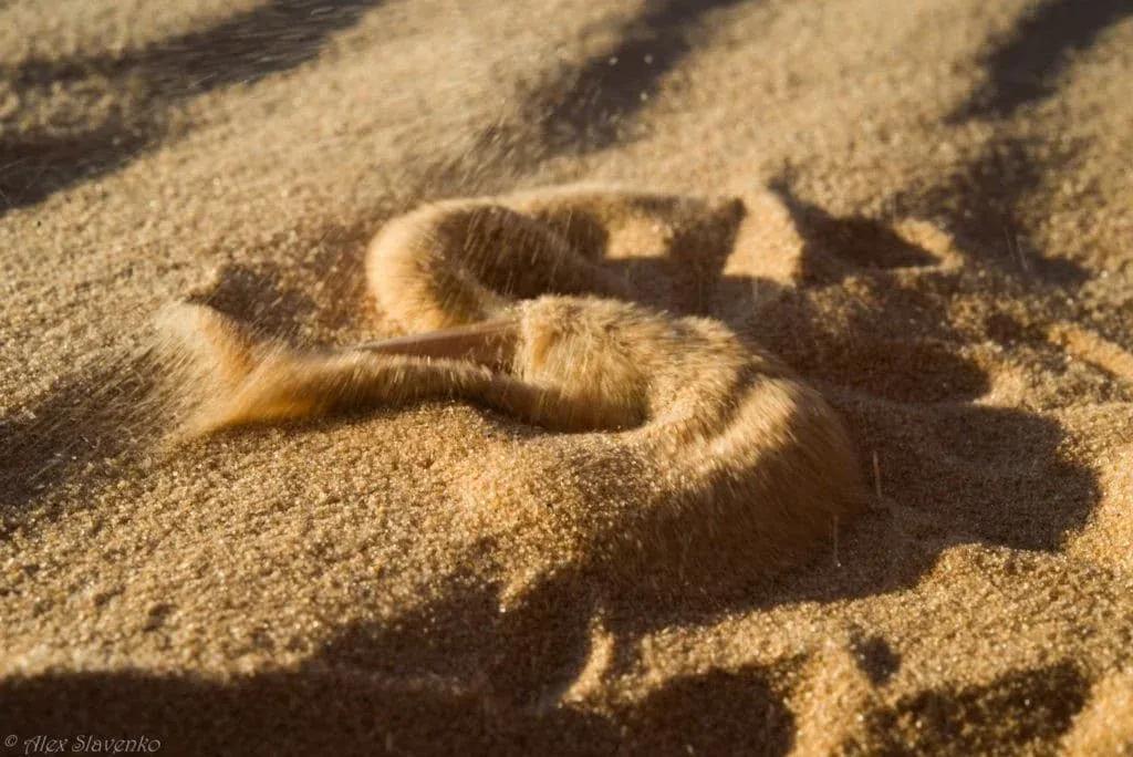 Scincus scincus Sandfish skink diving into the sand
