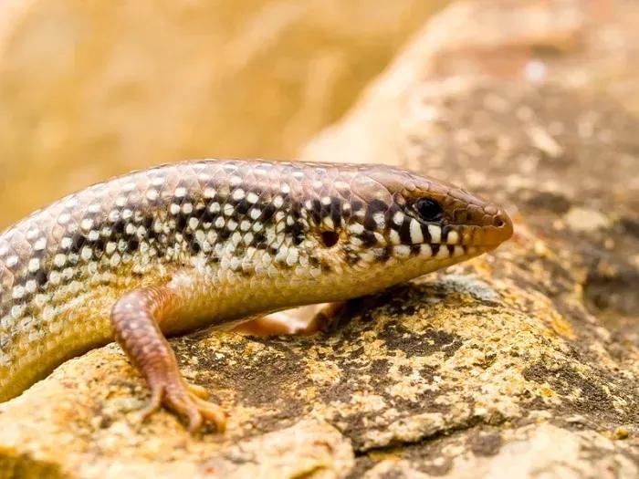 Ocellated Skink on a rock