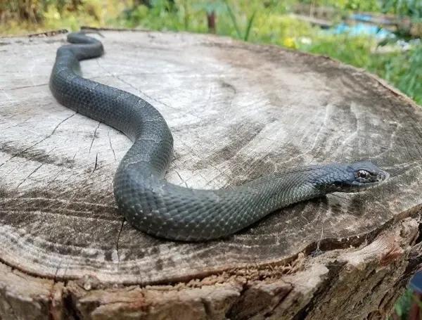 Eastern hognose on a stump