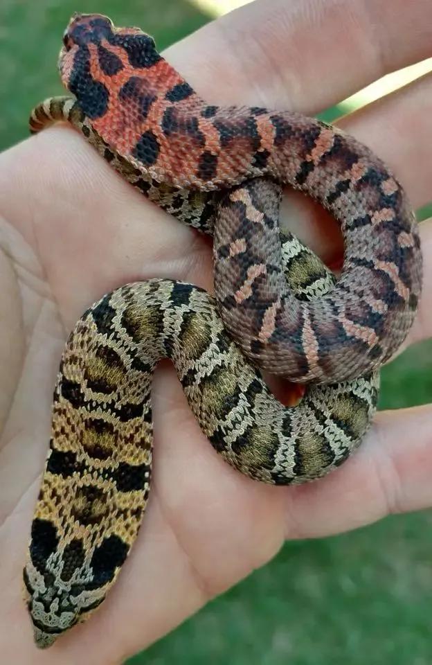 2 small hognose snakes in a hand