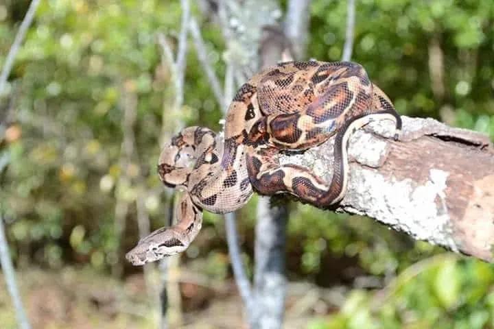 Boa imperator (Central American Boa/Common Boa)
