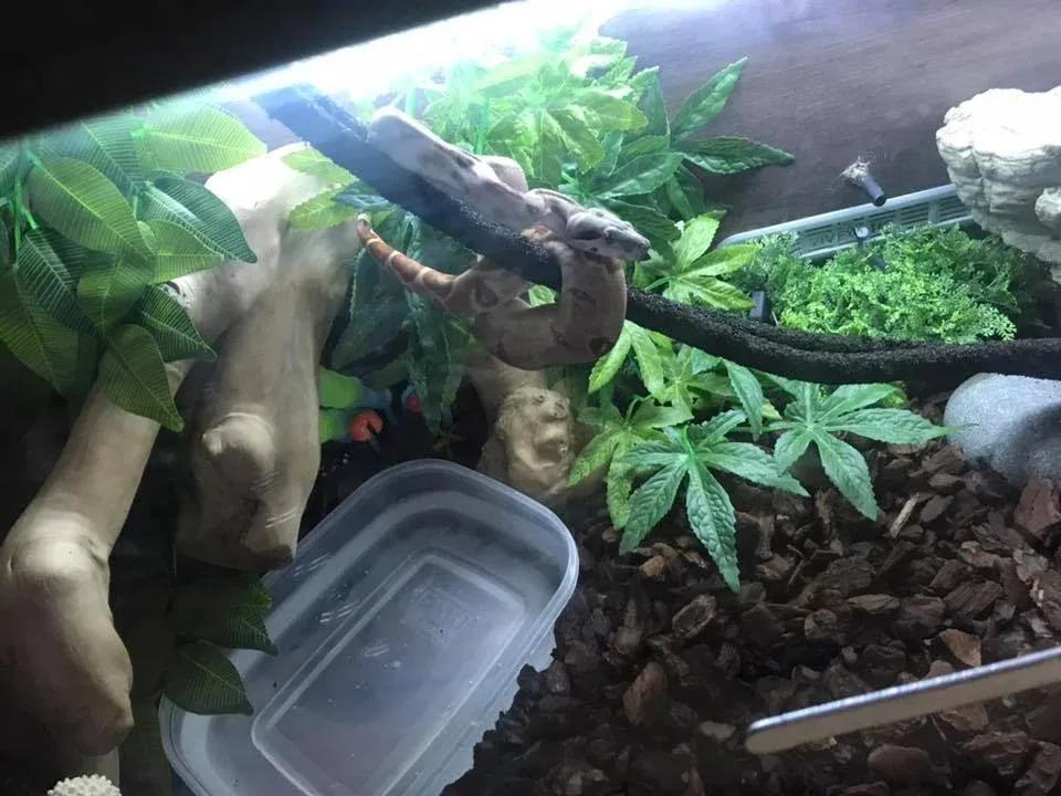 Boa Enclosure Photo Contributed by Amelia Adams