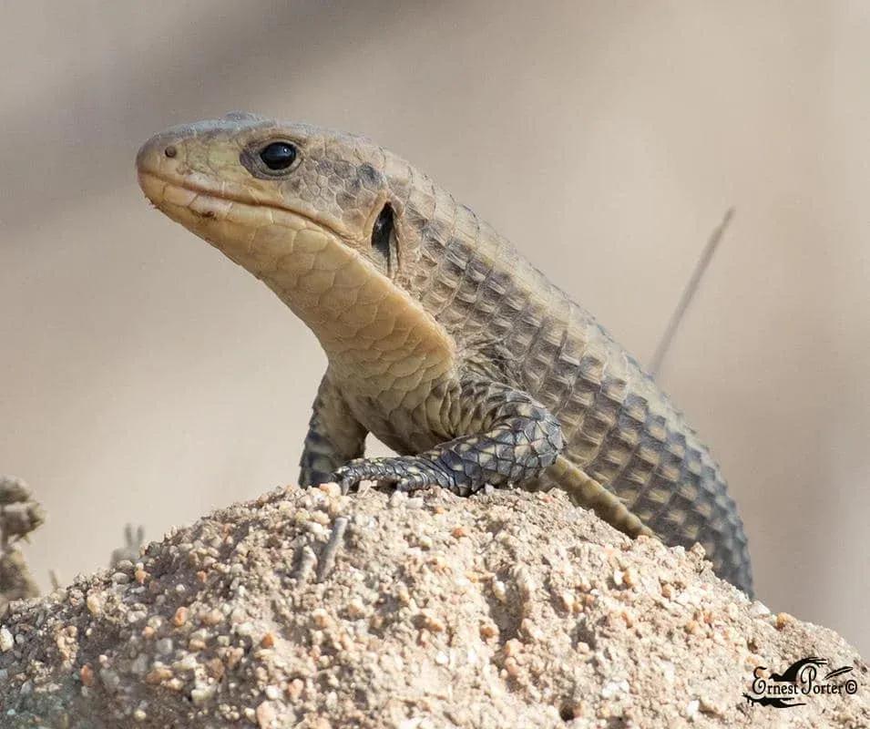 Sudan Plated Lizard on sandy ground