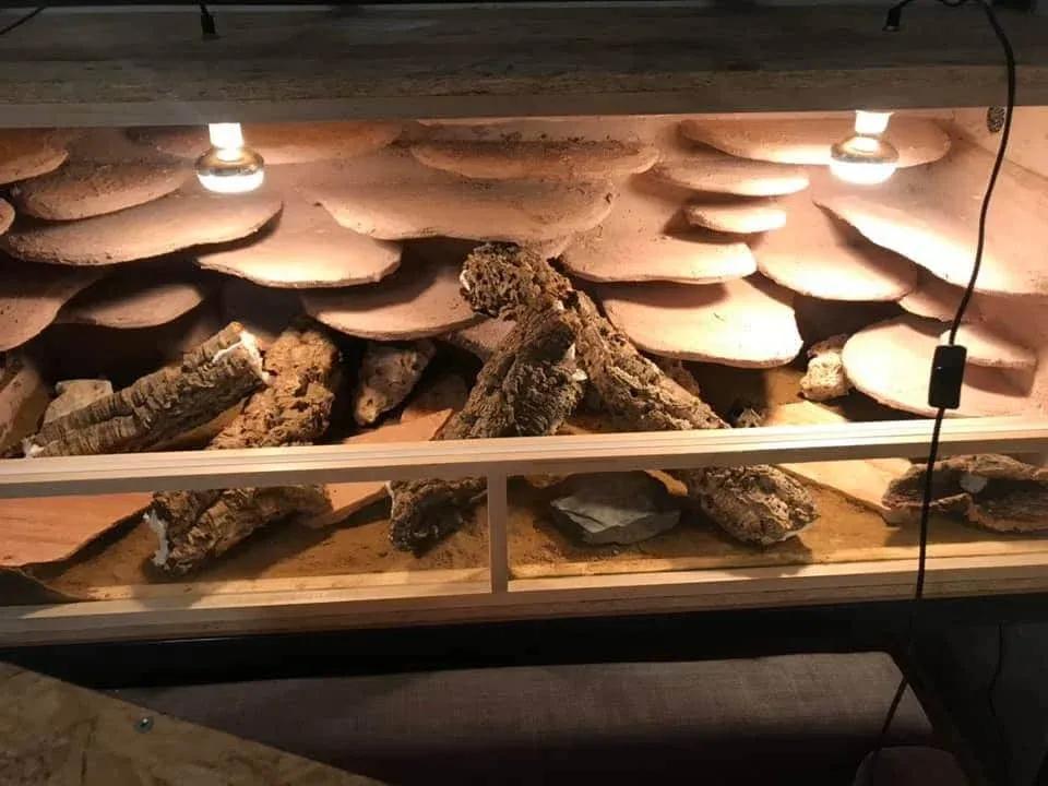 Leopard Gecko Enclosure Photo Contributed by Eva Zahn