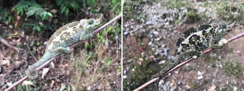 Female T. j. jacksonii demonstrating dull and bright coloration
