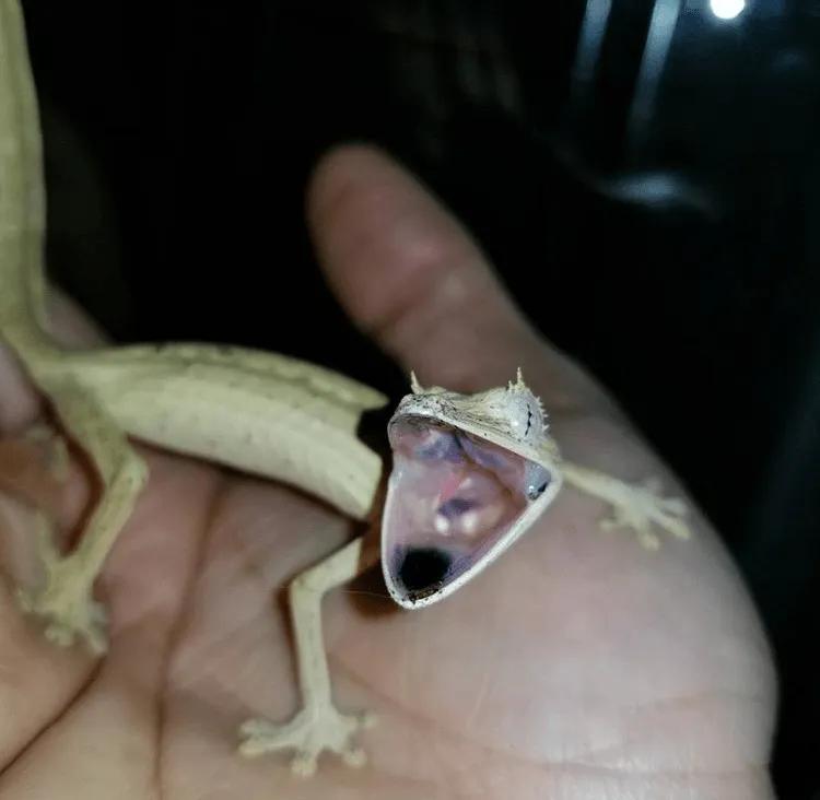 Female U. lineatus showing defensive behavior. Note the gaping mouth, rigid body, and arched tail. Photo by Sean Scardino.