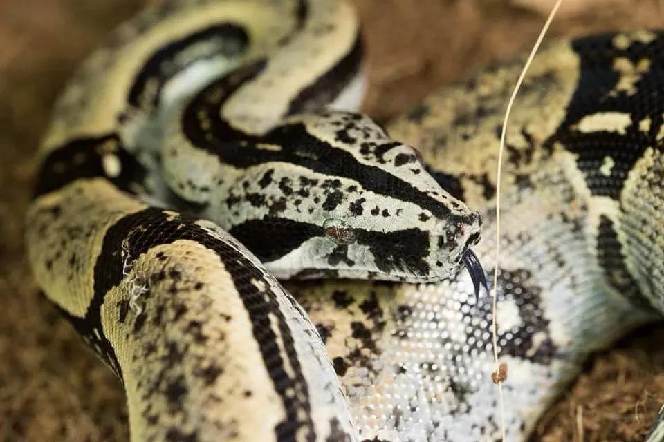 Boa constrictor longicauda (Peruvian Long Tail Boa)