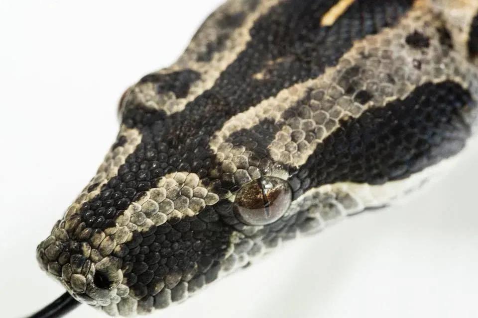 Boa constrictor longicauda (Peruvian Long Tail Boa)