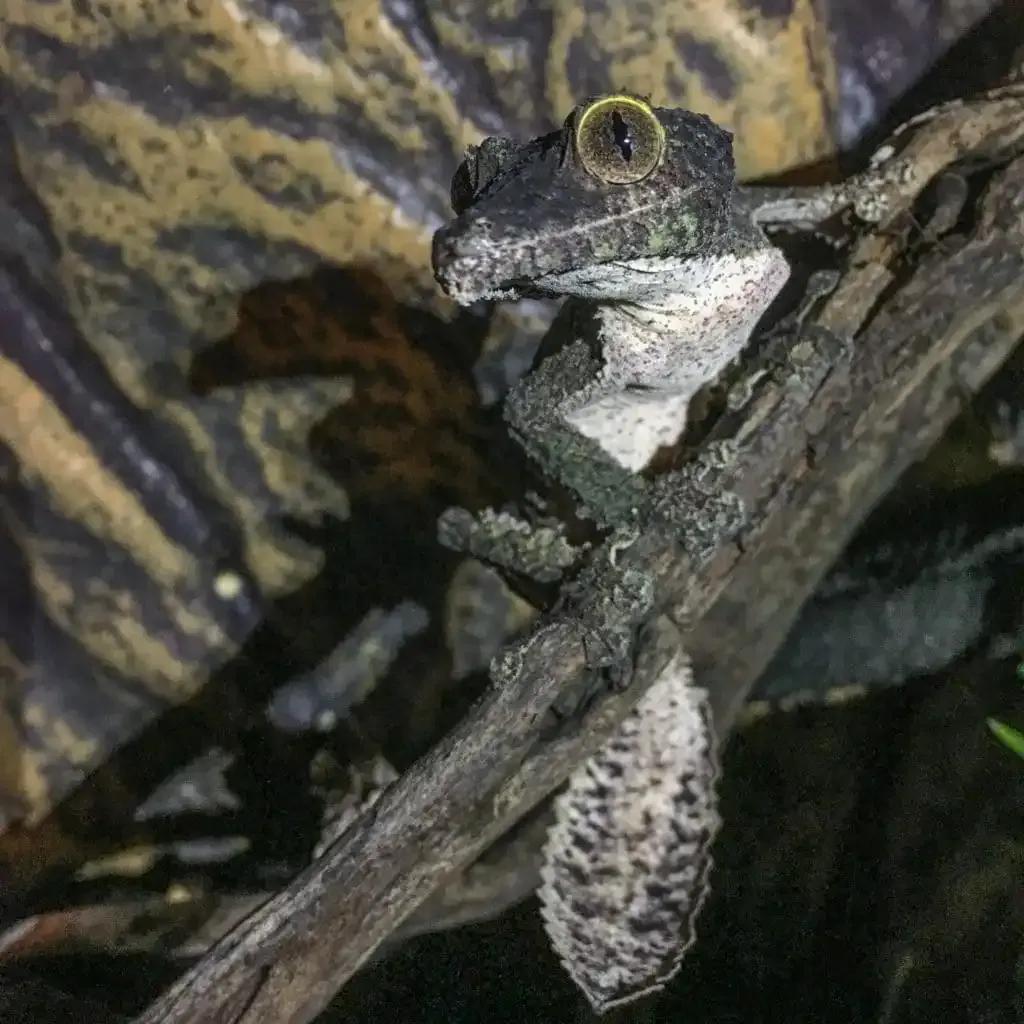 Healthy, alert female U. sikorae (Leaf-Tailed Gecko) on a stick