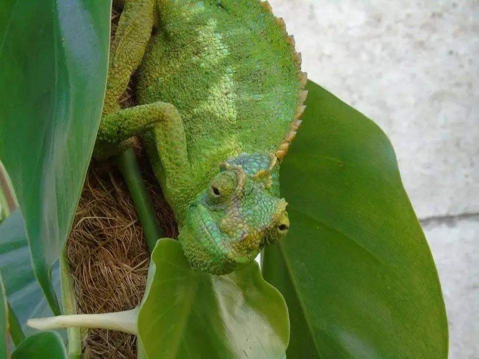 Jackson's Chameleon climbing on a plant