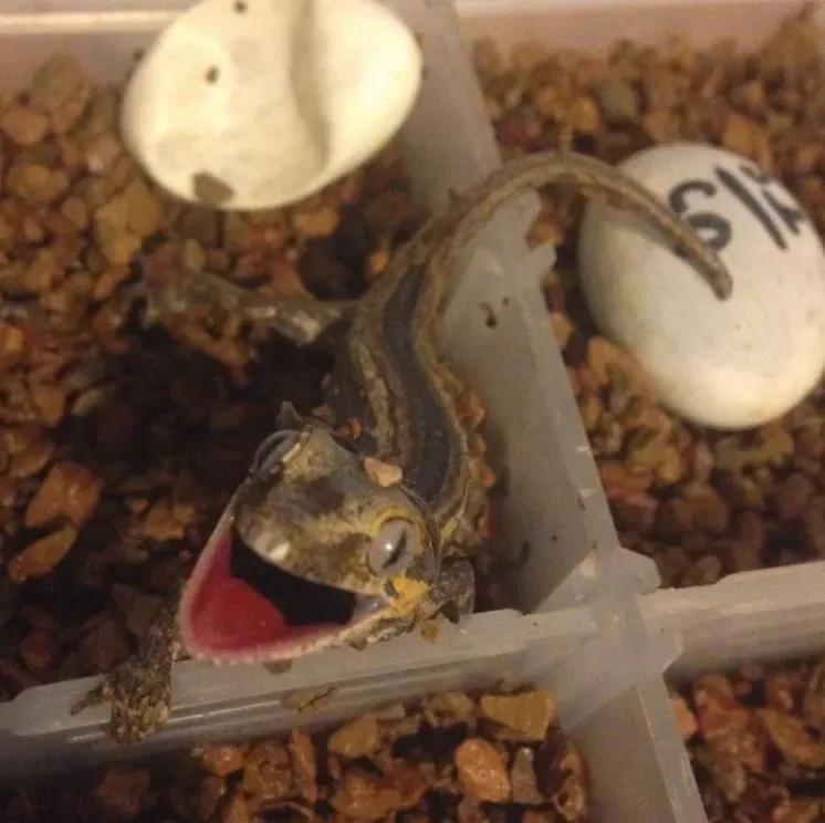 Hatchling demonstrating defensive gaping behavior.