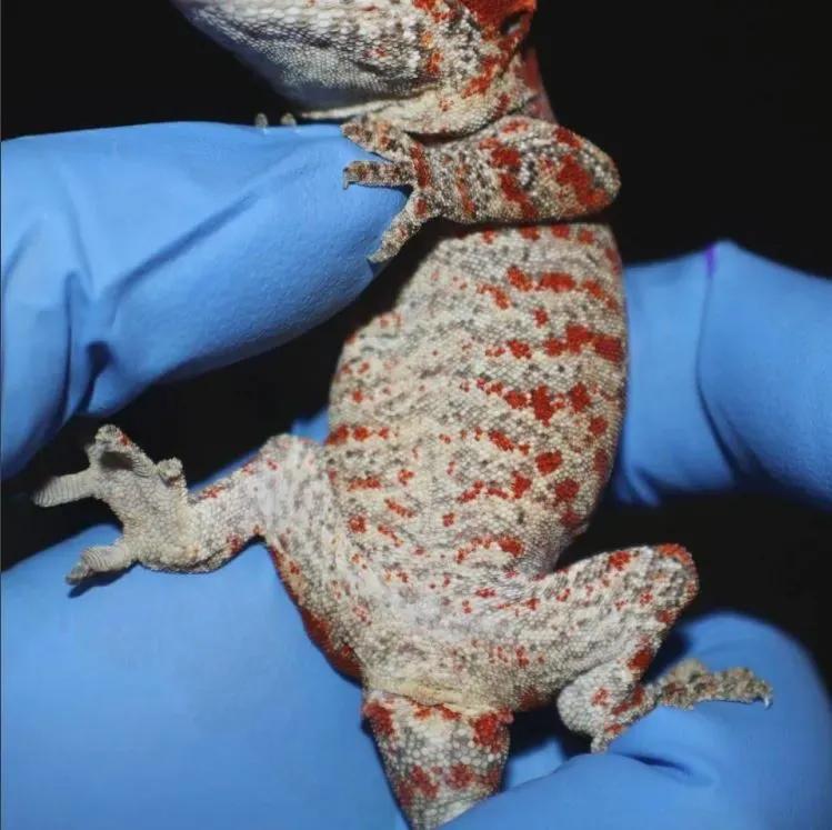 Female gargoyle geckos have a smooth area below their vent, like shown.