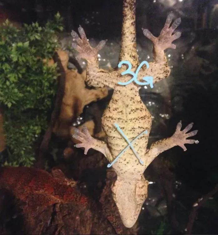 Gargoyle gecko sleeping upside down