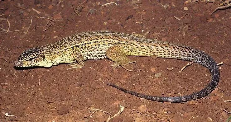 Tupinambis quadrilineatus (Four-striped tegu)