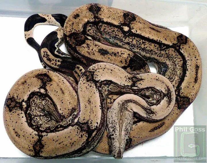 gothic arabesque ken saylor