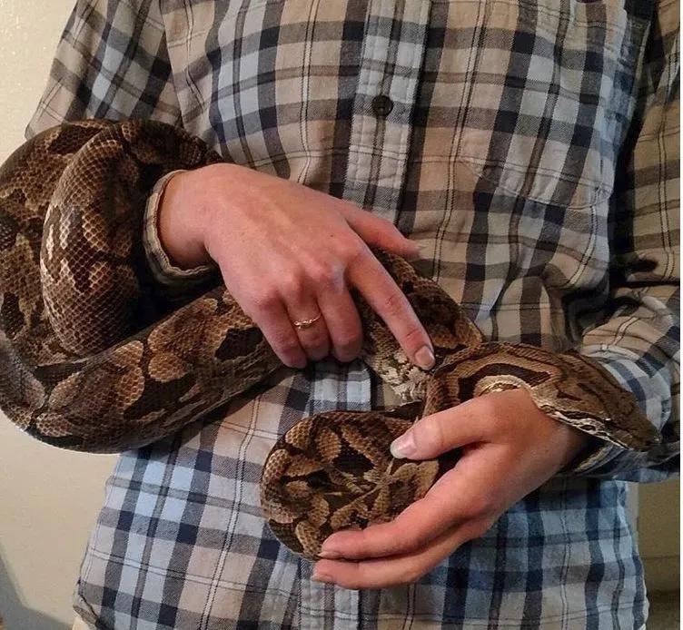 Dumeril’s Boa being held