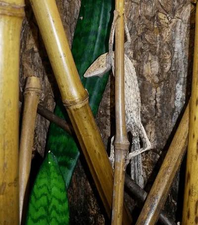 U. lineatus on bamboo