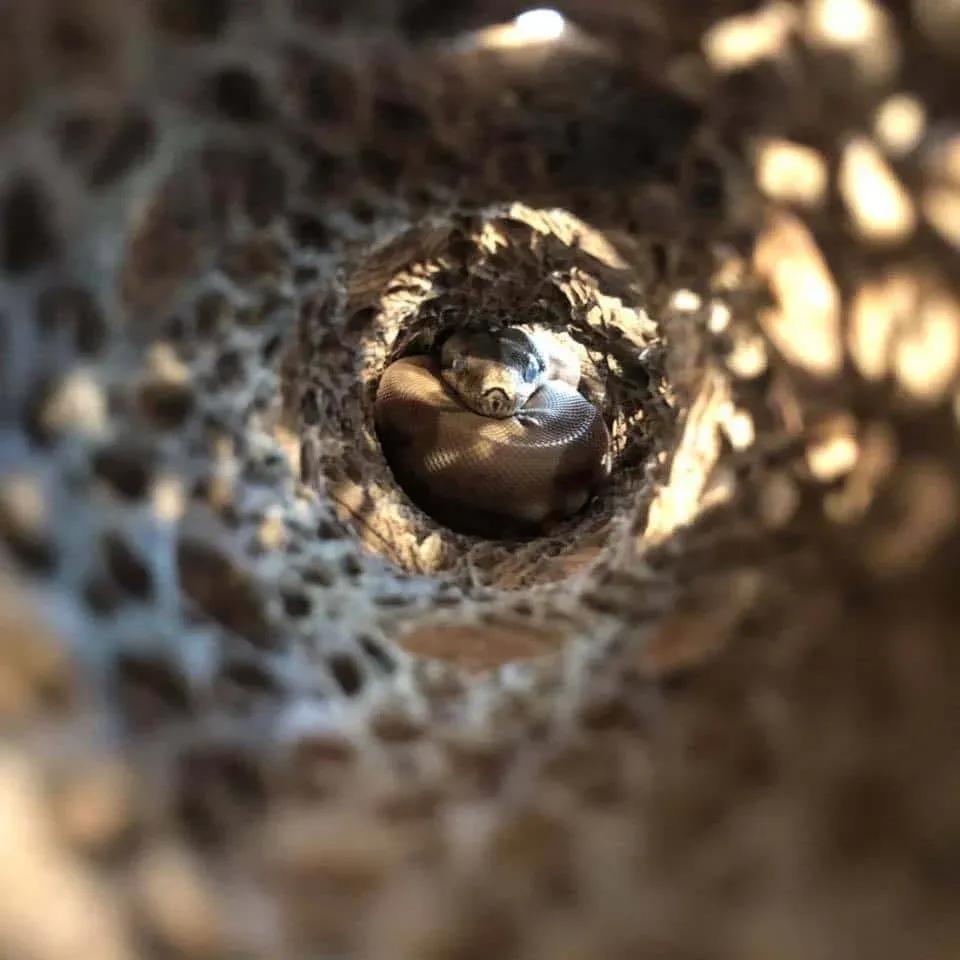 Hiding Tube Boa