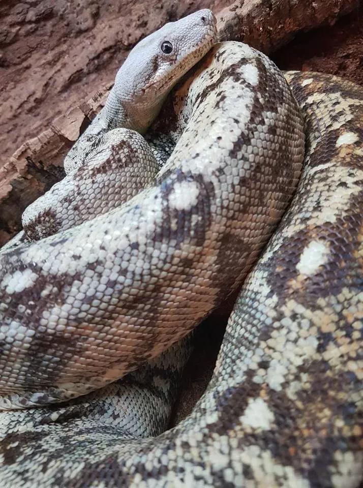 Boa imperator (Central American Boa/Common Boa)