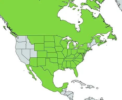 hognose snake natural distribution map in North America