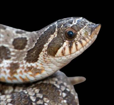 Hognose snake