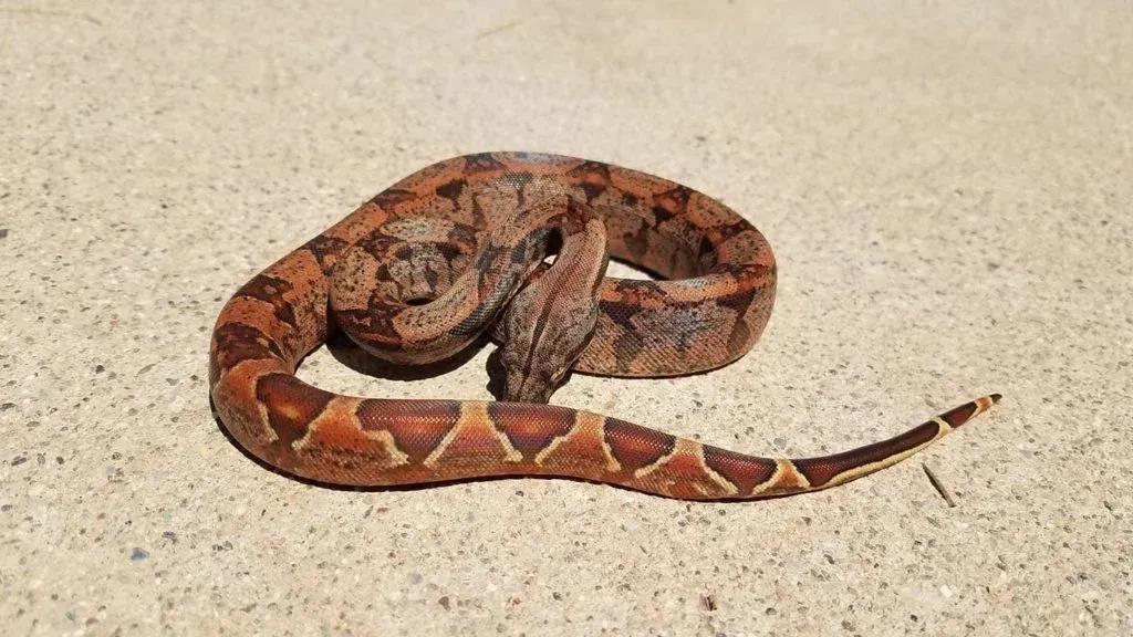 hypo img 100 het sharp albino poss het anery